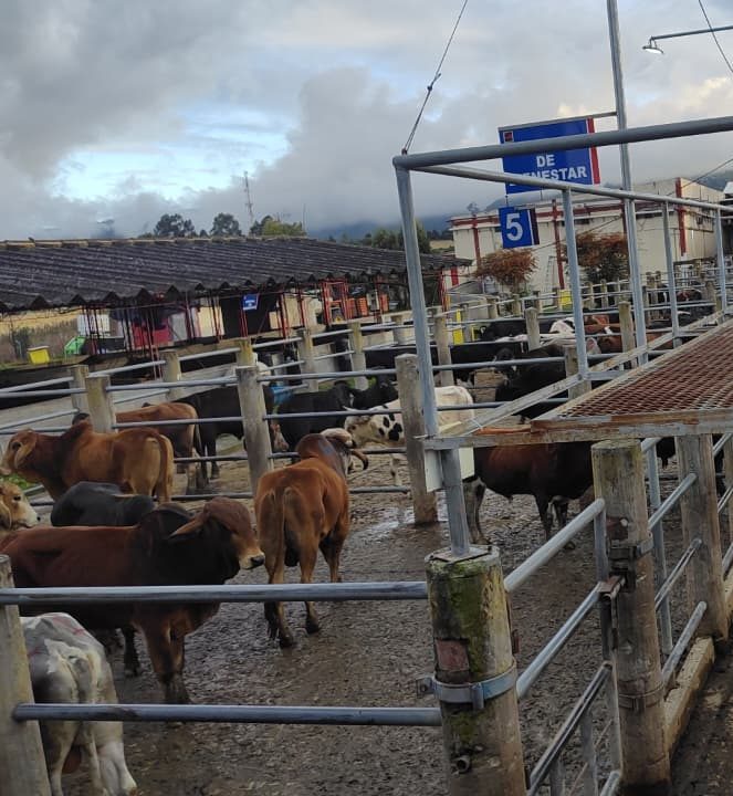 Instalaciones Frigovito