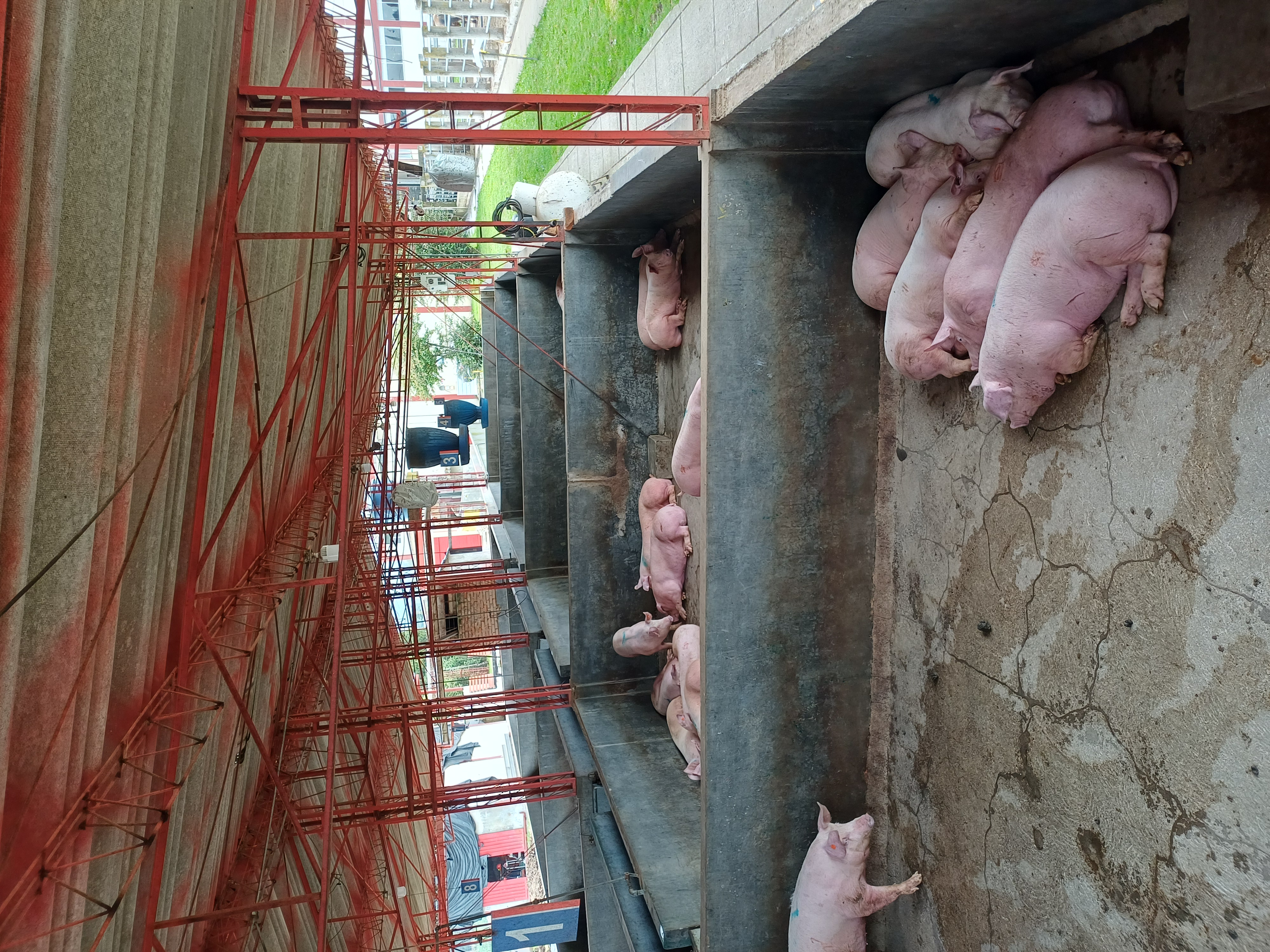 Proceso de sacrificio porcino